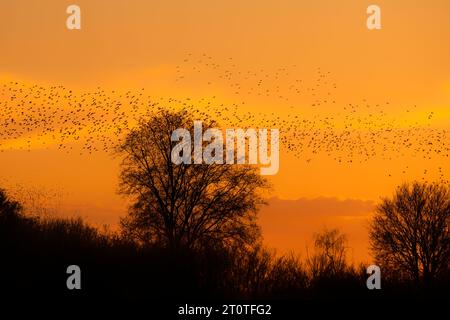 Beautiful large flock of starlings birds fly in the Netherlands.  Starling murmurations. Stock Photo