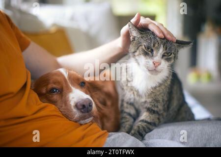 Man sitting on sofa with domestic animals. Pet owner stroking his old cat and dog together. Stock Photo