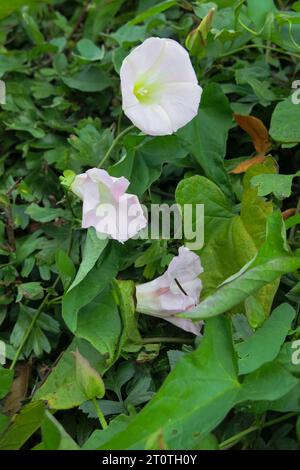 CALYSTEGIA SEPIUM Hedge bindweed flowering plant Stock Photo
