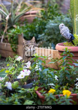 Cute street cat peeps behind the flowers. Shot outside in the garden of the house. Stock Photo