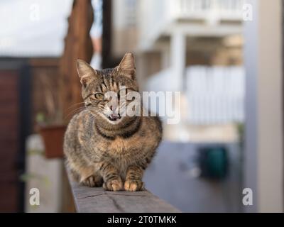 Street cat looking straight forward and meows. Shot outside in the yard of the house Stock Photo