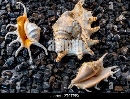 Scorpion conch seashells on the shore Stock Photo