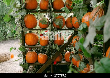 Rows of orange pumpkins at farm Stock Photo