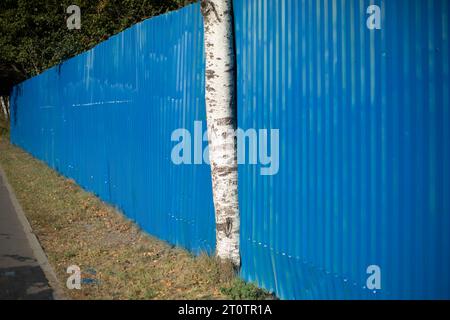 The tree has grown into the fence. Blue steel profile fence. Stock Photo