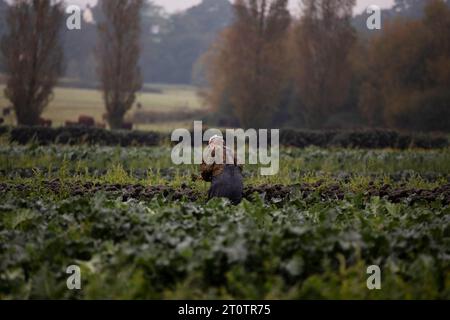 back of farmer picking crops in field at Darts Farm Topsham Devon October 2023 Stock Photo