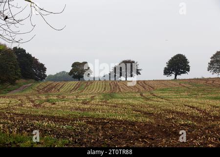 Darts Farm in Devon distance shot with crops and trees in the background Stock Photo