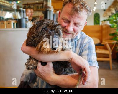 Man holding his pet wire-haired dachshund in a dog-friendly cafe, UK Stock Photo