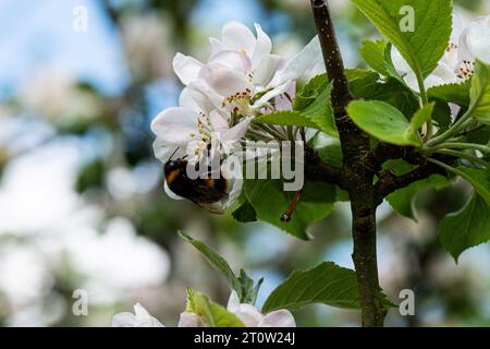 A bumble bee (bombus) on the blossom of an apple tree (Malus domestica) Stock Photo