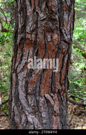 Beautiful natural background tree trunk bark skin Stock Photo