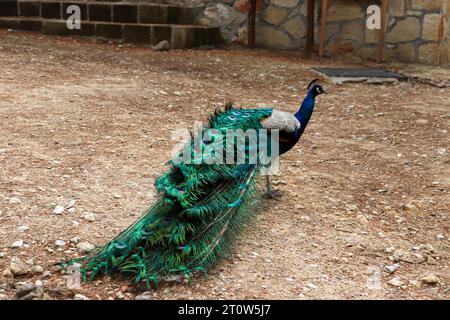 Peacock (Peafowl, Peachicken) train tail closed from behind at the Seven Springs (Epta Piges) famous tourist attraction park Stock Photo