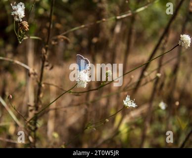 microworld, soft background, bloody - nosed beetle, longhorn beetle, long horn beetle, ground beetle, moss, micro, insects, arthropod, tropical, zoolo Stock Photo