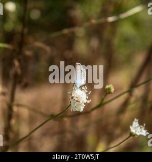 microworld, soft background, bloody - nosed beetle, longhorn beetle, long horn beetle, ground beetle, moss, micro, insects, arthropod, tropical, zoolo Stock Photo