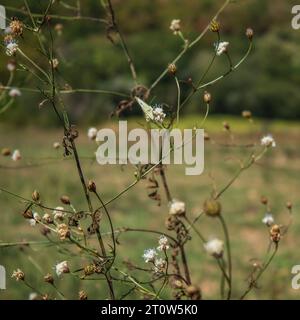 microworld, soft background, bloody - nosed beetle, longhorn beetle, long horn beetle, ground beetle, moss, micro, insects, arthropod, tropical, zoolo Stock Photo