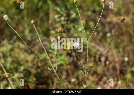 microworld, soft background, bloody - nosed beetle, longhorn beetle, long horn beetle, ground beetle, moss, micro, insects, arthropod, tropical, zoolo Stock Photo