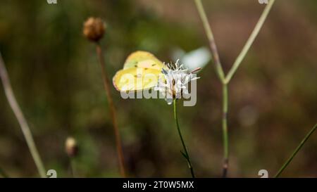 microworld, soft background, bloody - nosed beetle, longhorn beetle, long horn beetle, ground beetle, moss, micro, insects, arthropod, tropical, zoolo Stock Photo