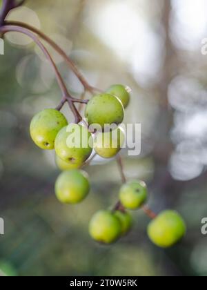 The fruits of the invasive chinaberry tree, Melia azedarach, growing in Texas on a summer day. Stock Photo