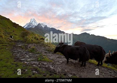 Yaks along the trek to the Mardi Himal base camp, with the Machapuchare summit in the horizon at sunrise, Annapurna Sanctuary, Nepal Stock Photo