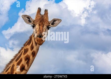 Rothschild’s giraffe, Giraffa camelopardalis rothschildi, closeup of head and neck against summer sky. Lake Nakuru National Park, Kenya. This species Stock Photo