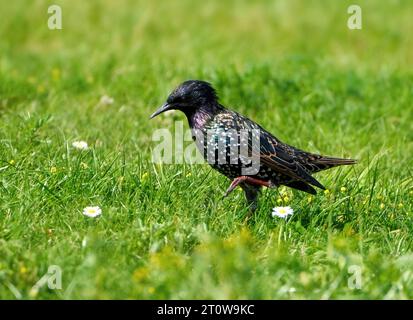 Common starling (Sturnus vulgaris) with raised leg in a meadow - Usedom Island, Germany Stock Photo