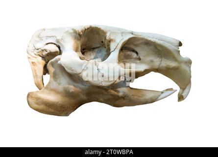 Capybara or Hydrochoerus hydrochaeris skull, the biggest rodent around the world. Isolated over white background Stock Photo