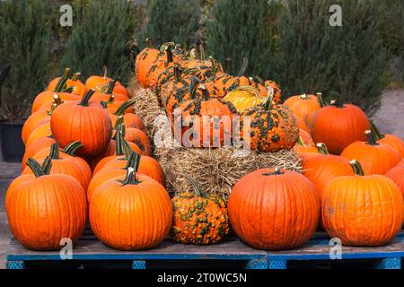 Colorful Autumn Pumpkin Display with Warty Gourds on Hay Bales, Ontario Stock Photo