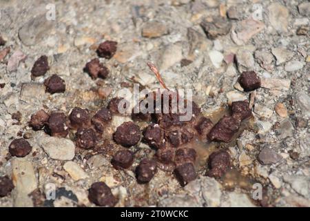 An adult yellow and brown Oriental Hornet eats Dog or Cat Food made of chunks of Meat, that's drying out on a pebbled pathway on a sunny day. Stock Photo