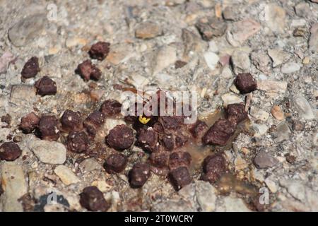 An adult yellow and brown Oriental Hornet eats Dog or Cat Food made of chunks of Meat, that's drying out on a pebbled pathway on a sunny day. Stock Photo