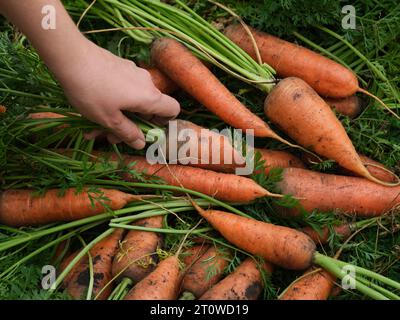A person picking up a freshly harvested organic carrot from a pile of carrots. Close up. Stock Photo