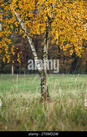 Birch tree with colorful leaves in autumn forest. Fall season in nature Stock Photo