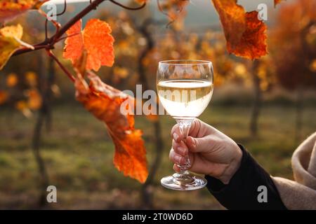 Woman vintner drinking white wine in her vineyard at fall season Stock Photo
