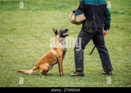 Belgian malinois doing bite and defense work with police dog handler. Animal obedience training Stock Photo