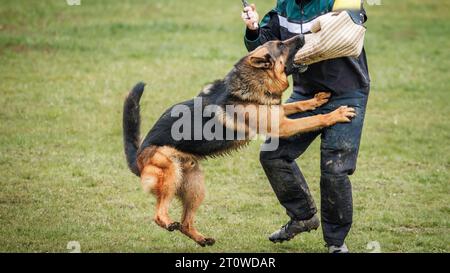 Dog training bite and defense work. Animal trainer and german shepherd police or guard dog Stock Photo