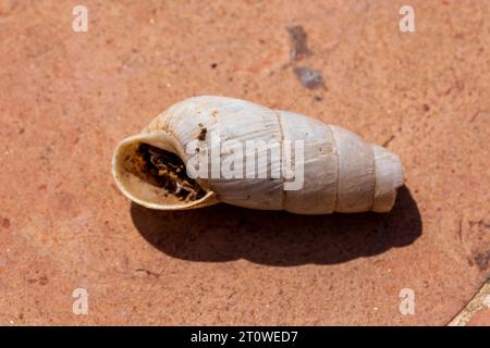 Rumina decollata, Decollate Snail Stock Photo