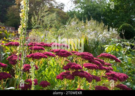 Drought resistant pink sedum flowers reflecting the sun in autumn, at Eastcote House historic walled garden in the Borough of Hillingdon, London, UK Stock Photo