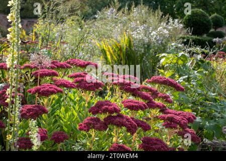 Drought resistant pink sedum flowers reflecting the sun in autumn, at Eastcote House historic walled garden in the Borough of Hillingdon, London, UK Stock Photo