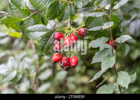 Hips of Dog Rose, Rosa canina, in a Yorkshire Dales hedge Stock Photo