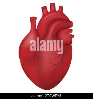 Human heart icon. Anatomically correct heart with venous system icon. Vector illustration. Eps 10. Stock Vector