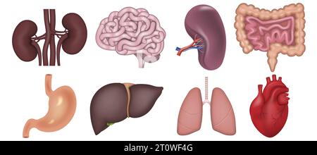Realistic human internal organs isolated on white background. Vector illustration. Eps 10. Stock Vector