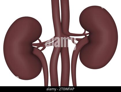 Human kidneys anatomy isolated on white background. Vector illustration. Eps 10. Stock Vector
