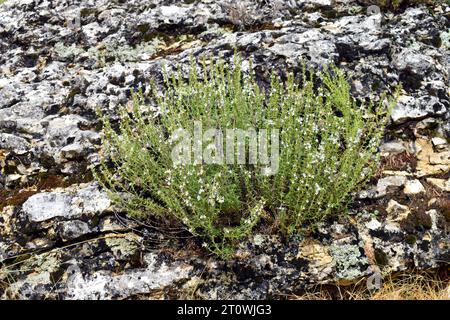 Thymus zygis bushes in flower, a thyme that lives in the Iberian Peninsula and Morocco. Stock Photo