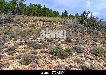Thymus zygis thyme in the Sierra de Albarrac’n. Teruel. Spain. Stock Photo