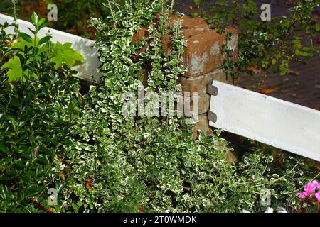Fortune's spindle (Euonymus fortunei) variegated leaves and Japanese spindle (Euonymus japonicus). Near a brick post of a fence. Dutch garden, street. Stock Photo