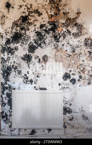 Black mould (stachybotrys chartarum) caused by damp penetration and/or lack of ventilation in an empty house. It can be a serious health risk (UK) Stock Photo