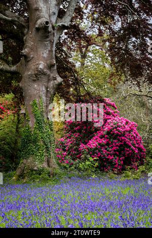 Cornwall Rhododendron Stunning Rhododendrons Russellianum Cornish Red g in the quiet historic ...