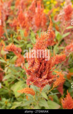 Celosia argentea 'Sunday Orange' plumed cockscomb flowers Stock Photo ...