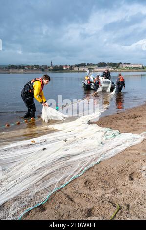 Berwick-Upon-Tweed, UK. 9th Oct, 2023. Environment Agency staff carry out a fish population survey on the estuary of the River Tweed. Using a boat and seine net, reminiscent of the traditional salmon fishing methods they catch, count, measure and release fish to help understand the local fish stocks. Credit: Julian Eales/Alamy Live News Stock Photo