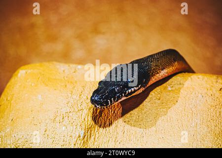 Close-up portrait of a white-lipped python or bothrochilus albertisii Stock Photo