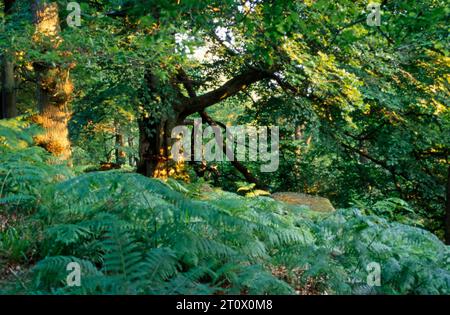 Woodland glade in late spring early summer Alderley Edge Cheshire England Stock Photo