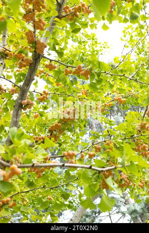 Fruit on a female ginkgo biloba 'Golden Colonnade' tree. Stock Photo