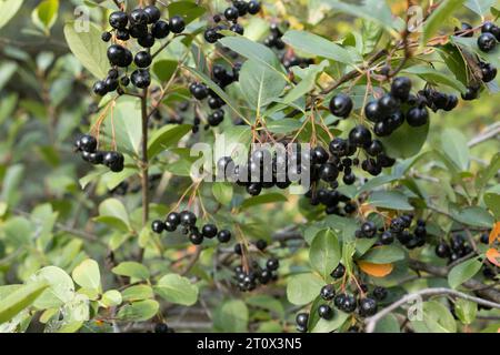 Aronia melanocarpa elata 'autumn magic'. Stock Photo